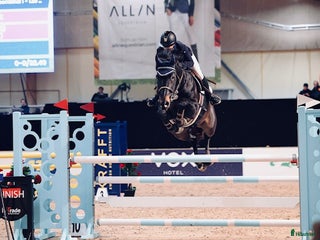 hästar Övergångshäst med kapacitet i Åtvidaberg - Annons 11