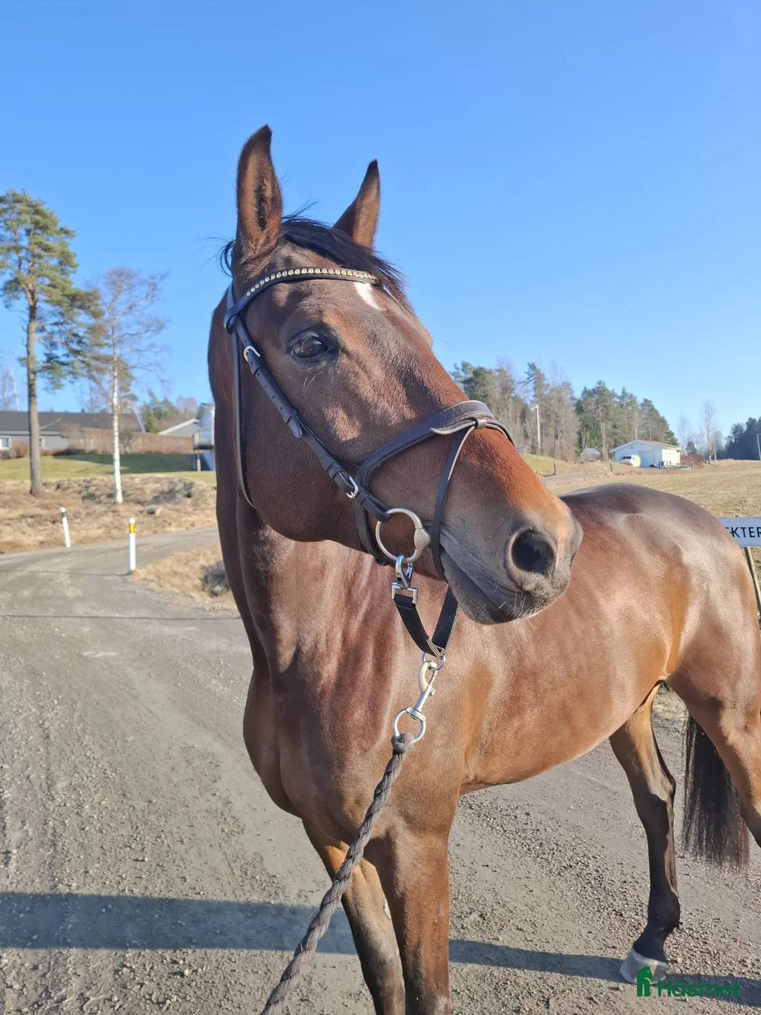 Allround hästar till salu: Trevlig & personlig kille - Annons 1