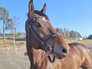 hästar Trevlig & personlig kille - Annons 12