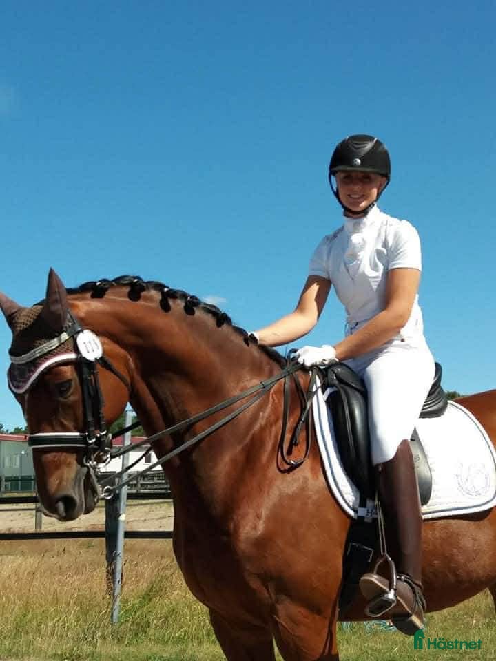  hästar Mor- och dotterhäst  - Annons 4