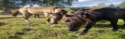 Allround hästar till salu: Akhal-Teke Yearling Colt For Sale - Annons 6