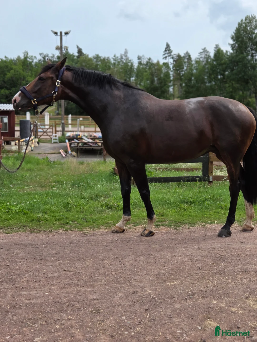 Allround hästar till salu: Balenzia – trevlig och lättriden hobbyhäst - Annons 1