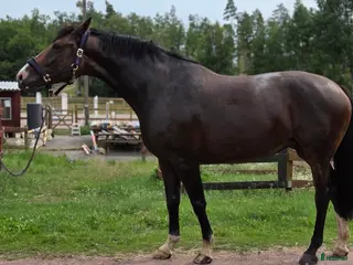 hästar Balenzia – trevlig och lättriden hobbyhäst - Annons 1