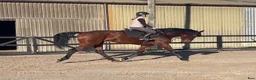 Allround hästar till salu: 9yr old Irish Sport Horse all rounder - Annons 10