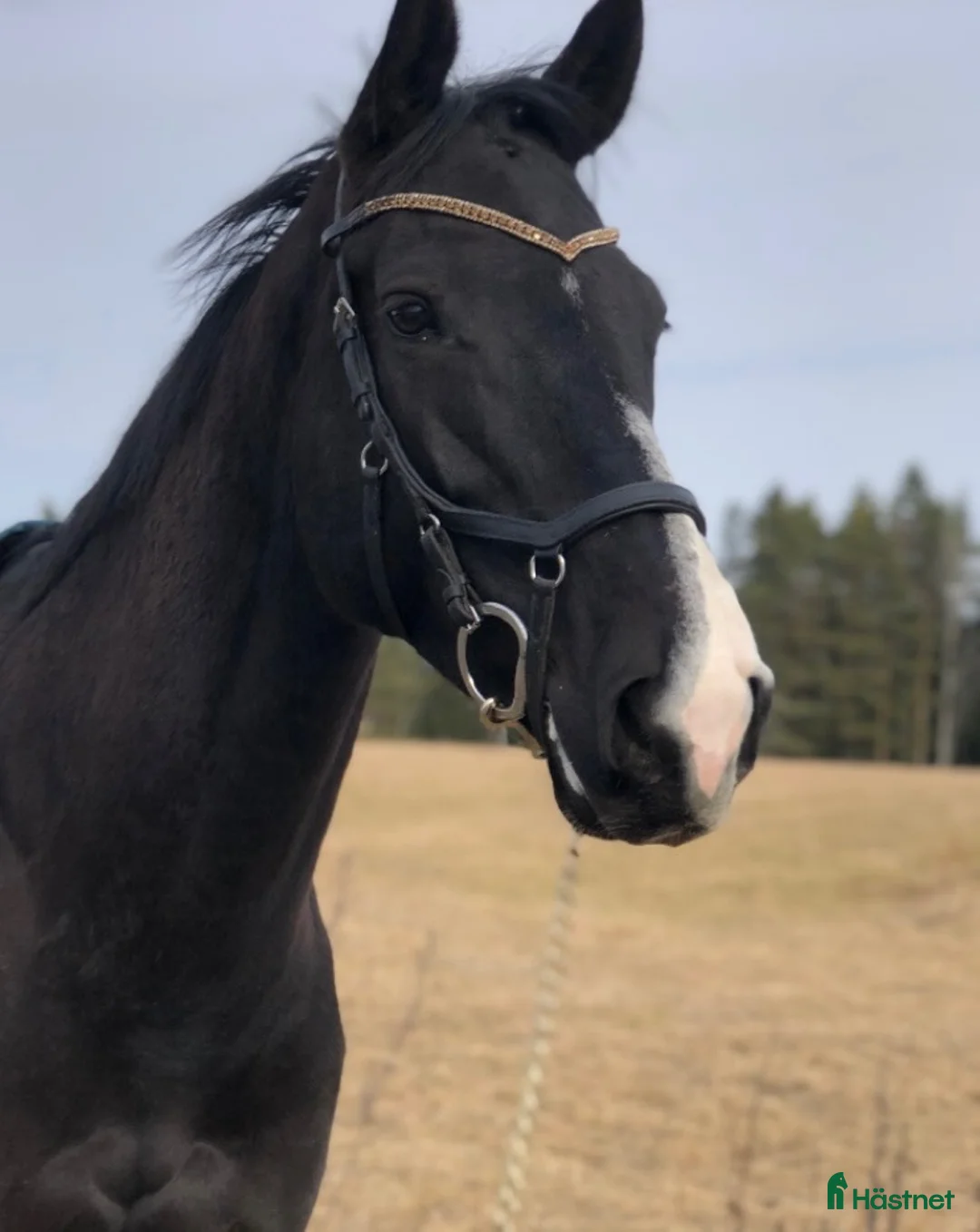 Allround hästar till salu: Snällt 10 årigt sto.  i Hindås - Annons 1