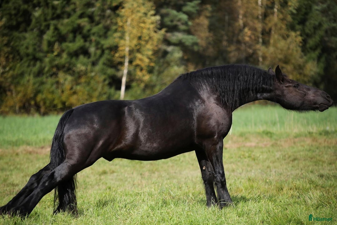 Allround hästar till salu: **Exceptional Horse for Sale** - Annons 24