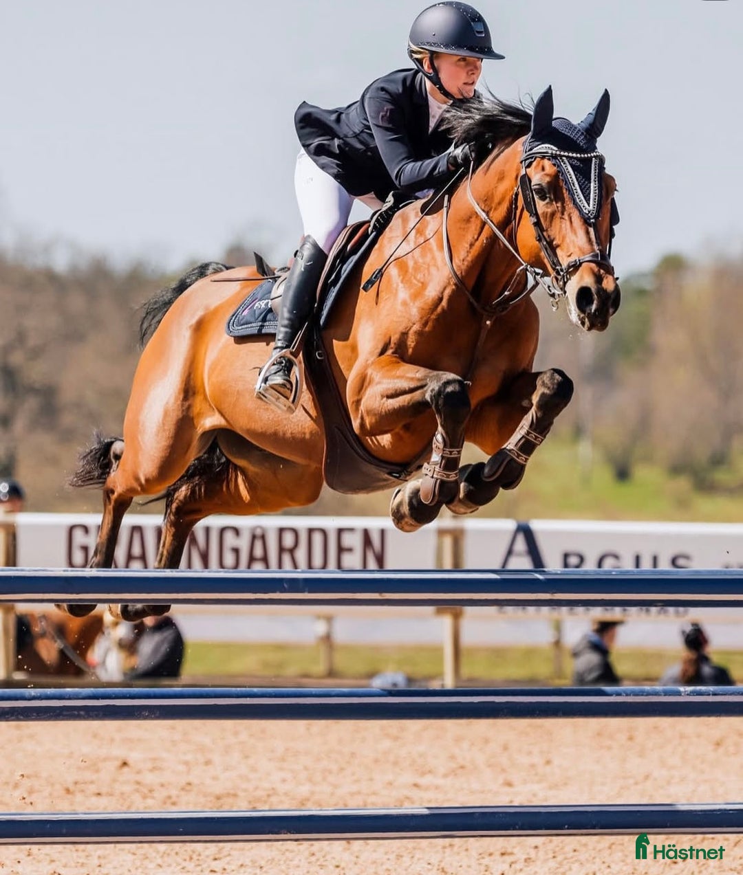 Hoppning hästar till salu: Fantastisk Children/ Amatör häst  i Norrköping - Annons 4