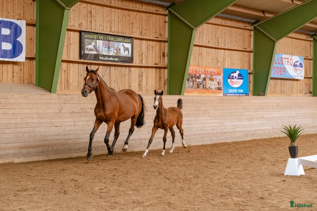 Hoppning hästar till salu: Premiestoföl e. Janeiro de Bieville i Örebro - Annons 6