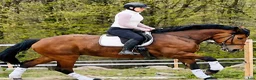 Allround hästar till salu: Magnificent allrounder - unique look - Annons 4