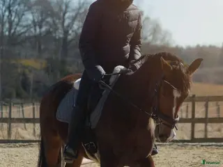 hästar Roligt och känsligt sto söker nytt hem - Annons 9