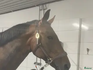 hästar Fantastisk häst - Annons 9