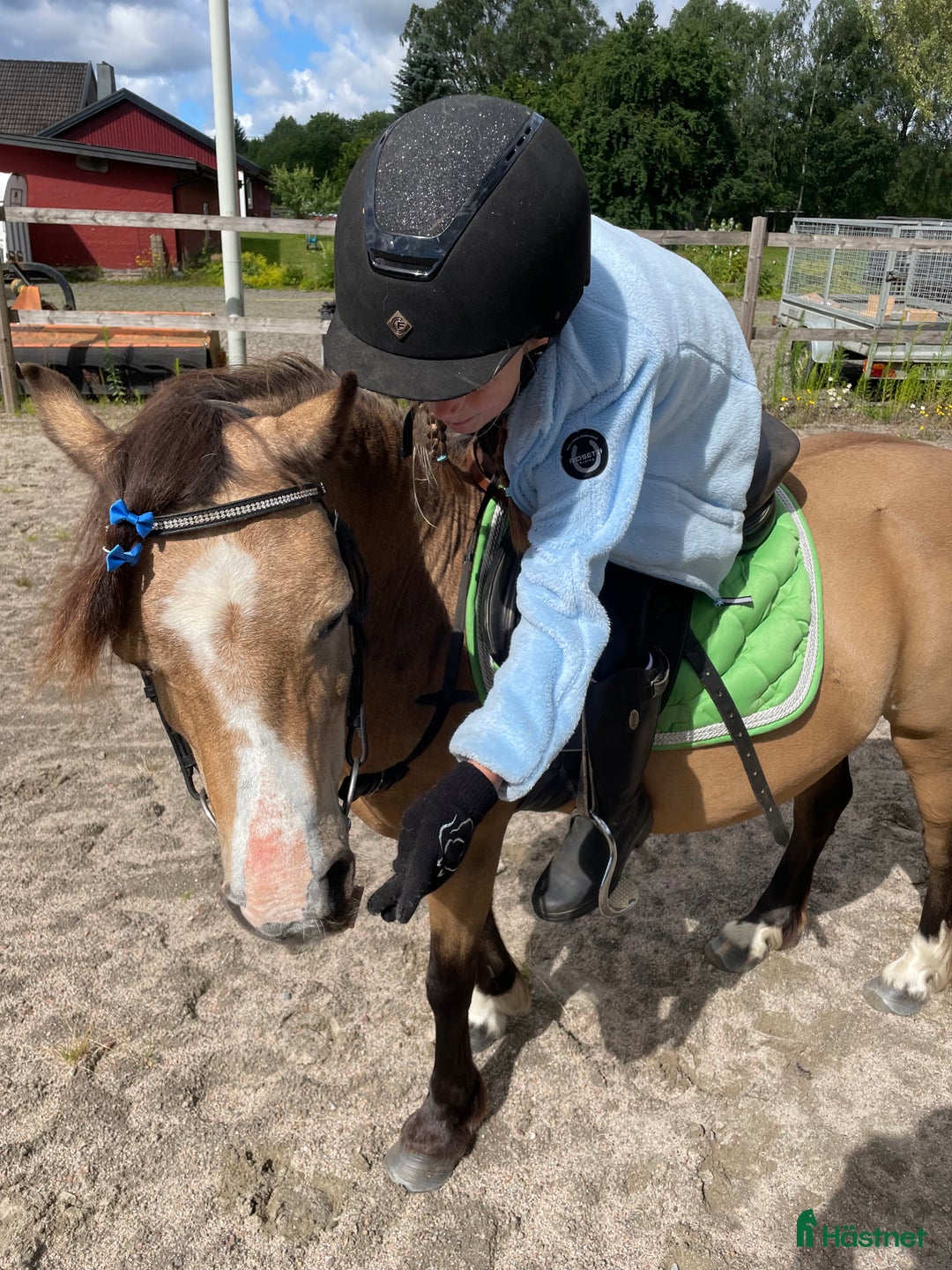 Allround hästar till salu: Underbar liten Welsh mountain  i Tyringe - Annons 4