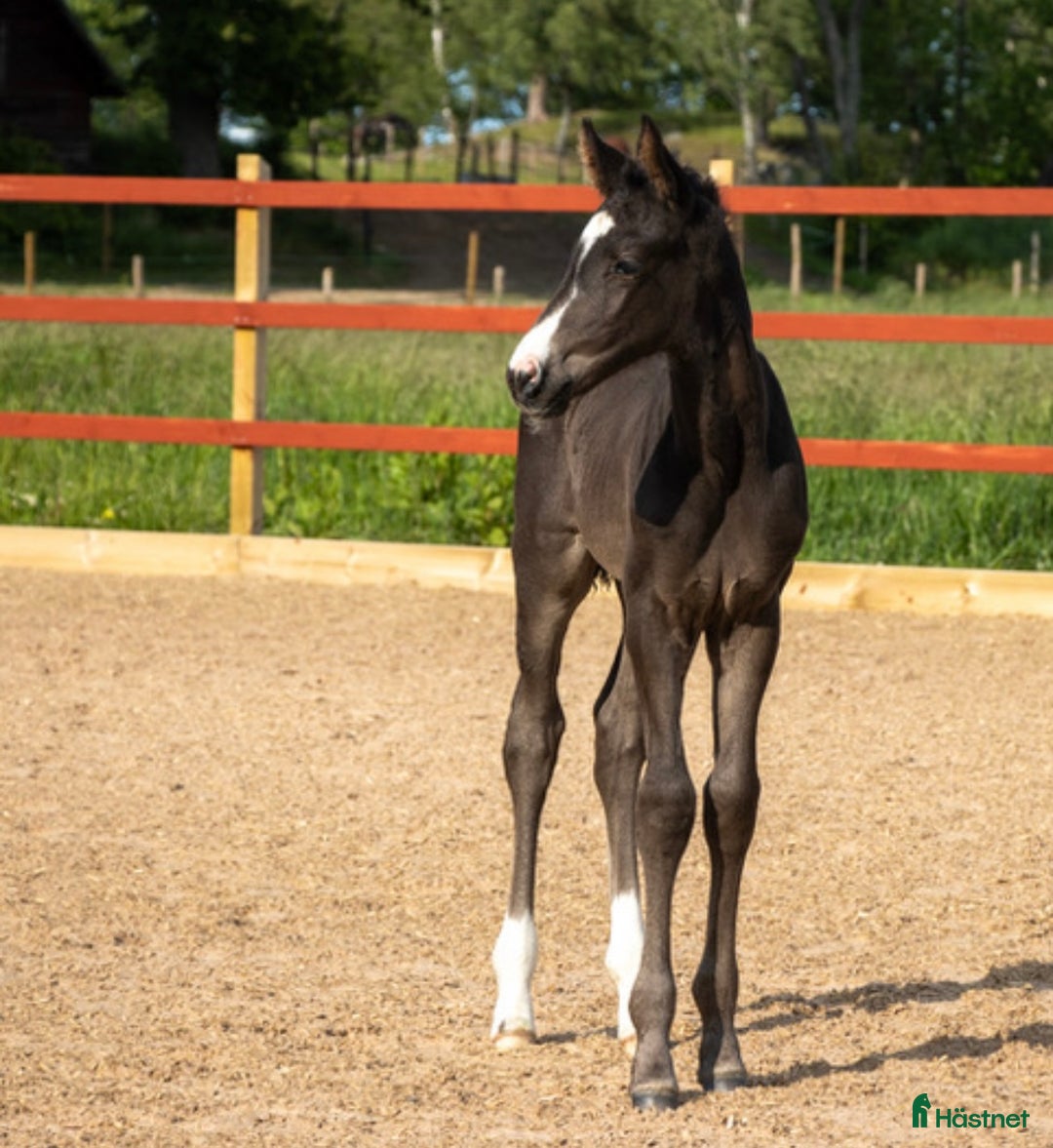 Dressyr hästar till salu: Otroligt vacker stoföl i Habo - Annons 2