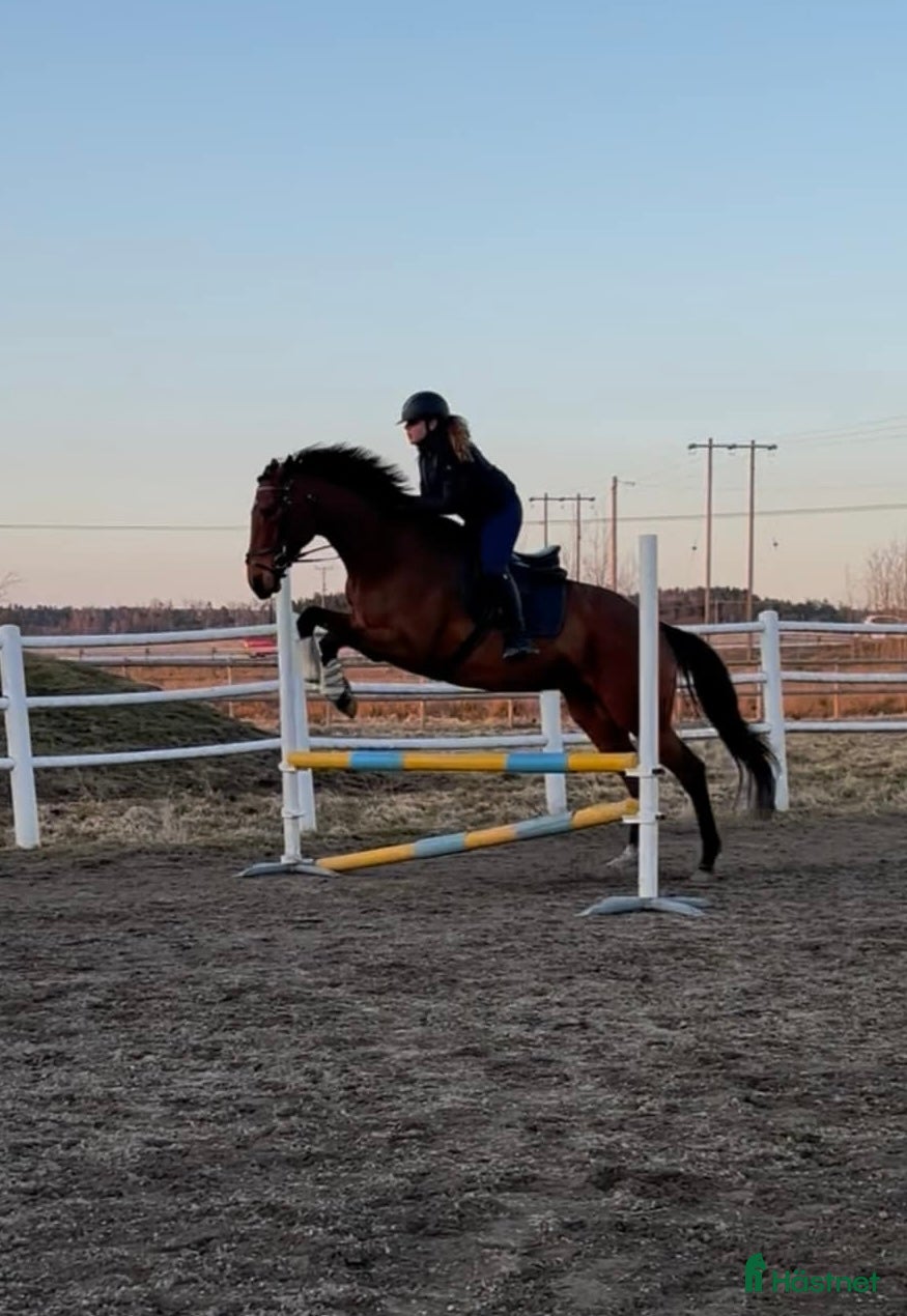  hästar Personligt fullblodssto med mycket känsla - Annons 5