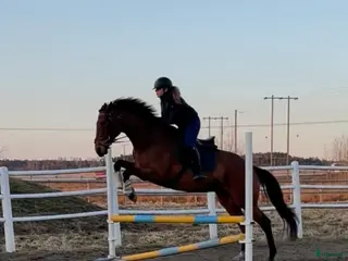 hästar Personligt fullblodssto med mycket känsla - Annons 5