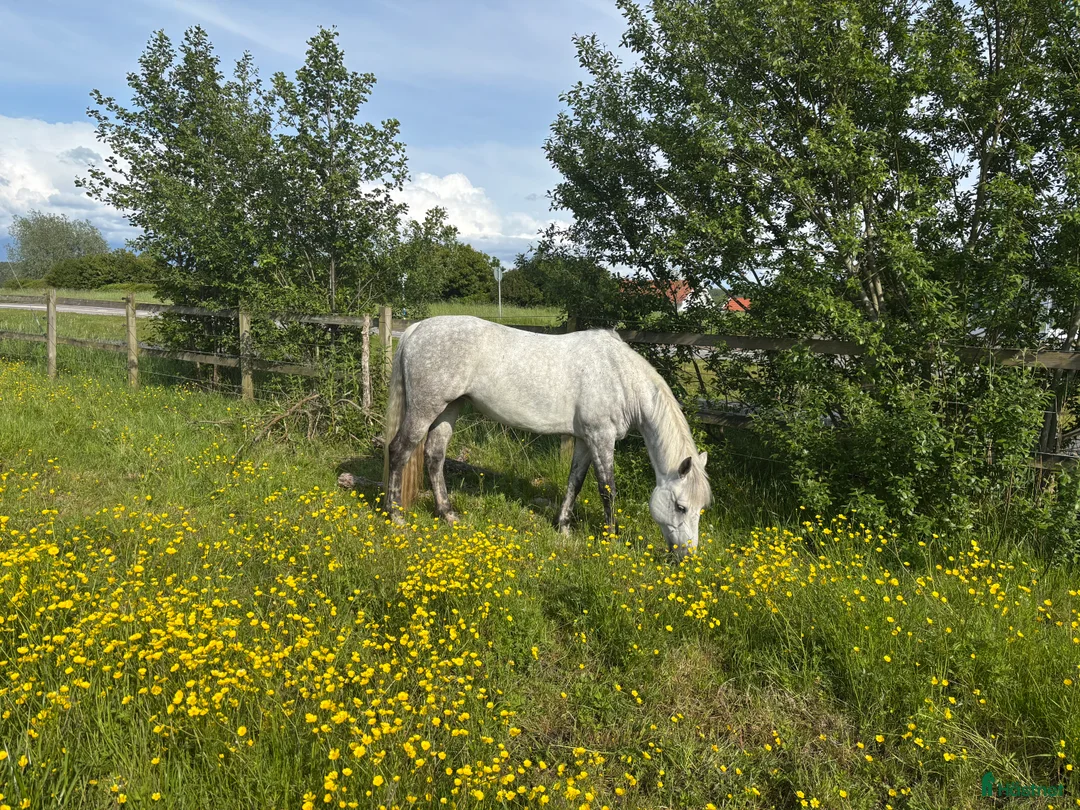Hoppning hästar till salu: Connemara sto, maxad D ponny i Kungsbacka - Annons 2
