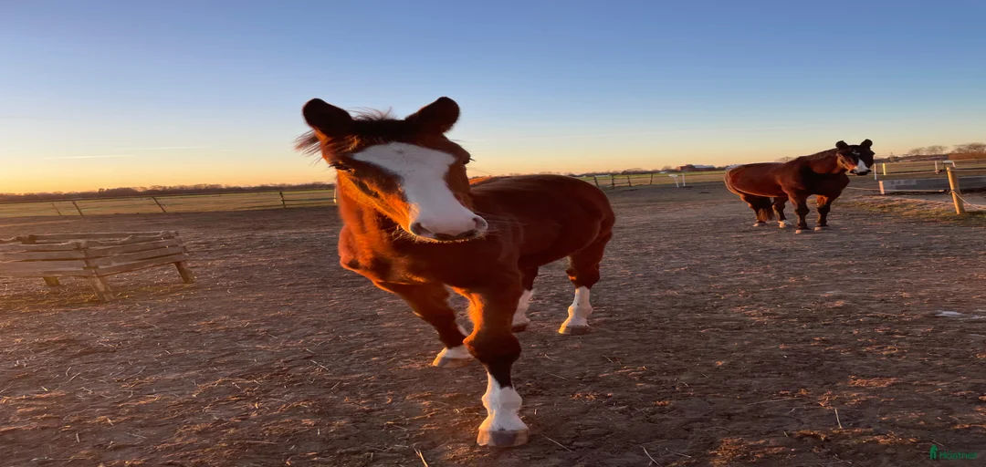 Galleribild {{count}}