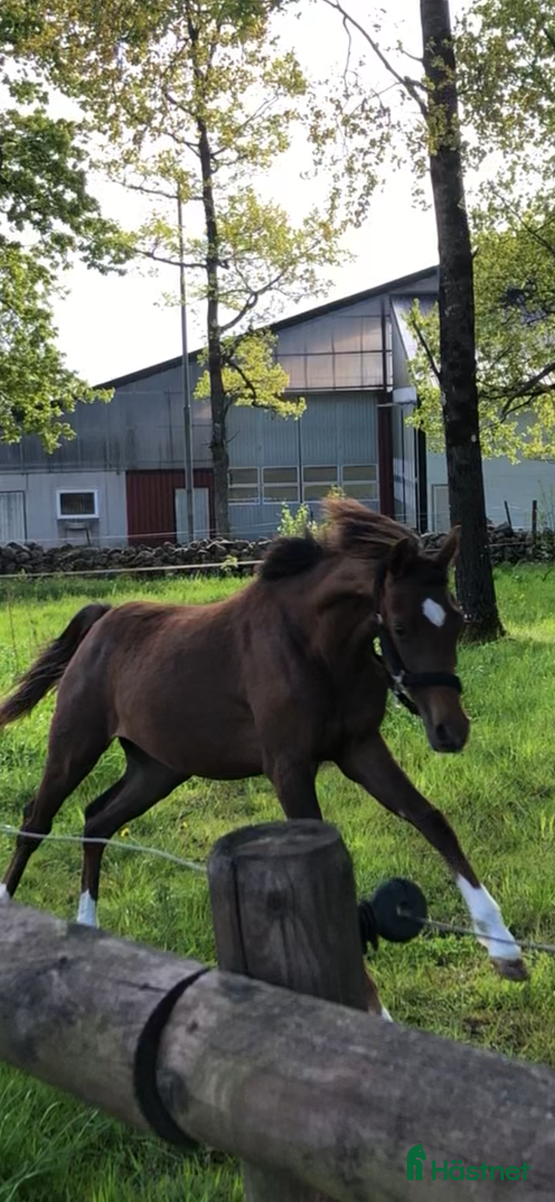 Allround hästar till salu: Häst med wow e: Heartbeat  i Hestra - Annons 6