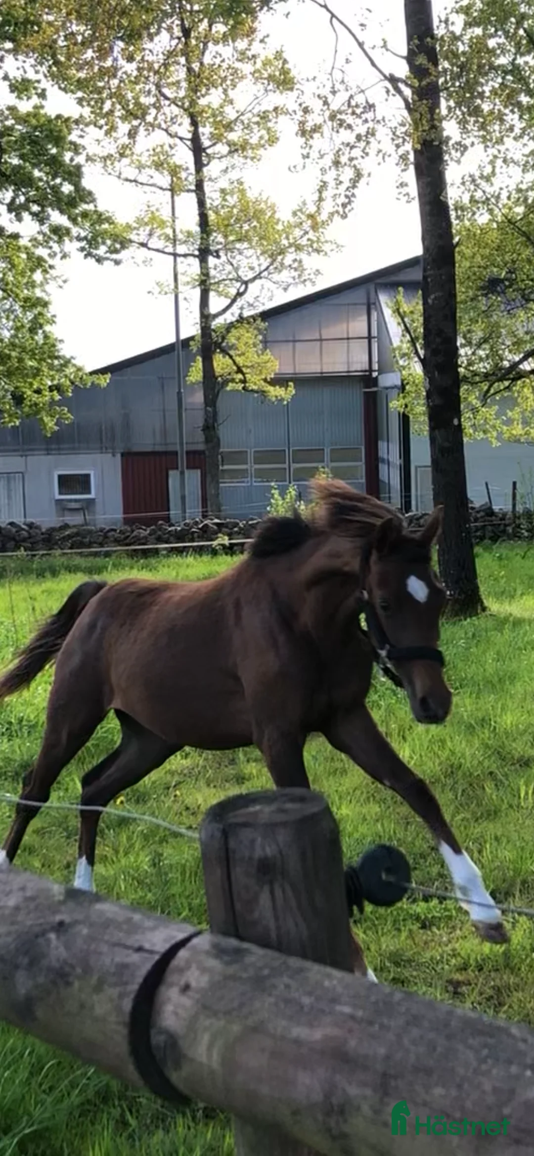 Allround hästar till salu: Häst med wow e: Heartbeat  i Hestra - Annons 6