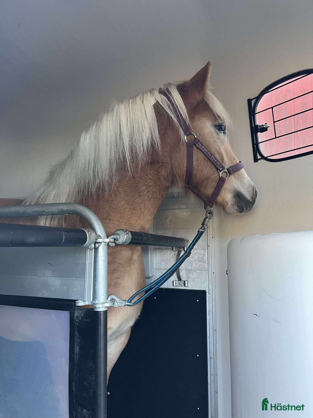 Allround hästar till salu: Haflingersto  i Sandsjöfors - Annons 3