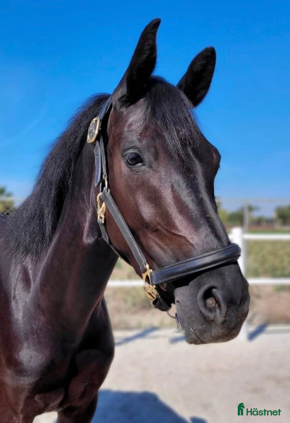  hästar Vackraste pre korsningen  - Annons 1