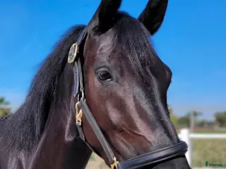 hästar Vackraste pre korsningen - Annons 1