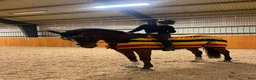 Allround hästar till salu: Lyxig hobbyhäst  - Annons 5