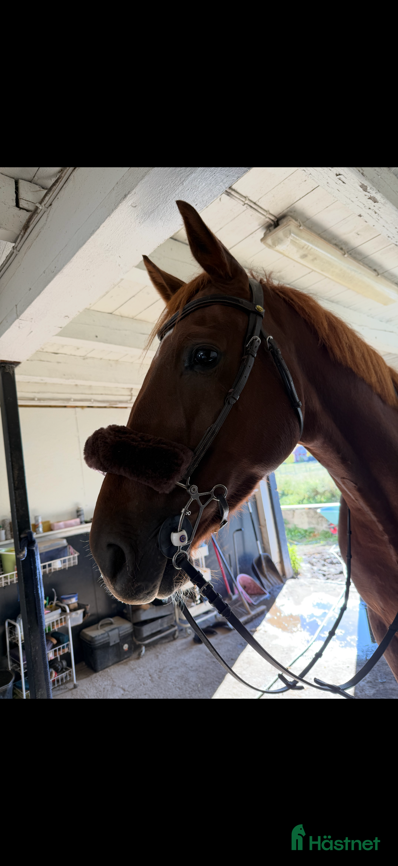  hästar Grön 7 åring med toppstam! - Annons 14