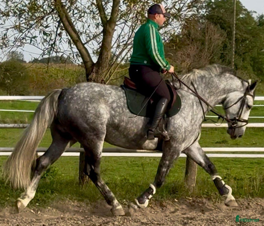 Allround hästar till salu: Bella–gorgeous 4-year-old mare for everyone i Stockholm - Annons 7