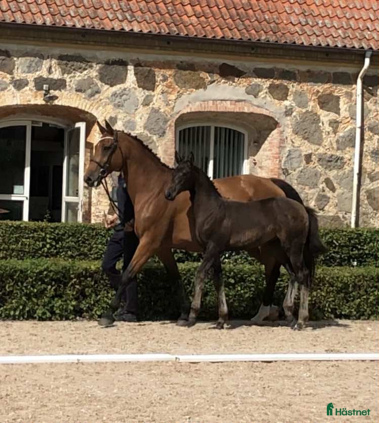  hästar Avelssto hoppning - Annons 14