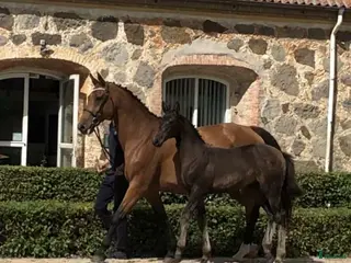hästar Avelssto hoppning - Annons 14