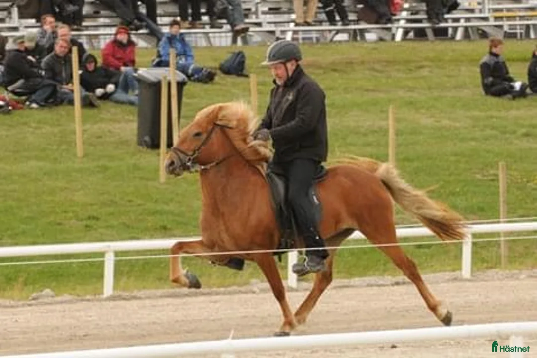 Island hästar till salu: Vackert äldre avelsto i Ljusdal - Annons 5