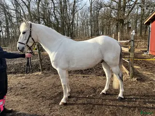 hästar Mr Grey - Annons 15