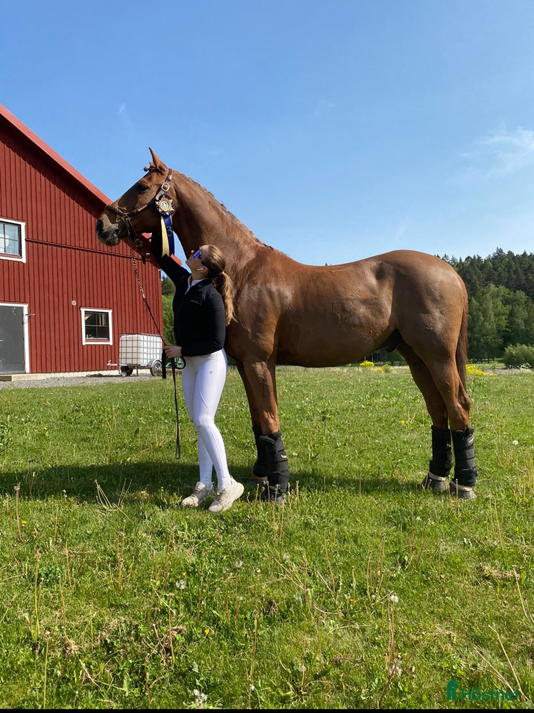 Dressyr hästar till salu: Läromästare U25 GP-häst med mästerskapsmeriter i Uppsala - Annons 1