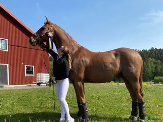 hästar Läromästare U25 GP-häst med mästerskapsmeriter i Uppsala - Annons 21