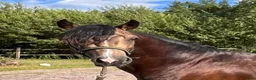 Allround hästar till salu: Bilskön Treårig Welsh cob val.  - Annons 2