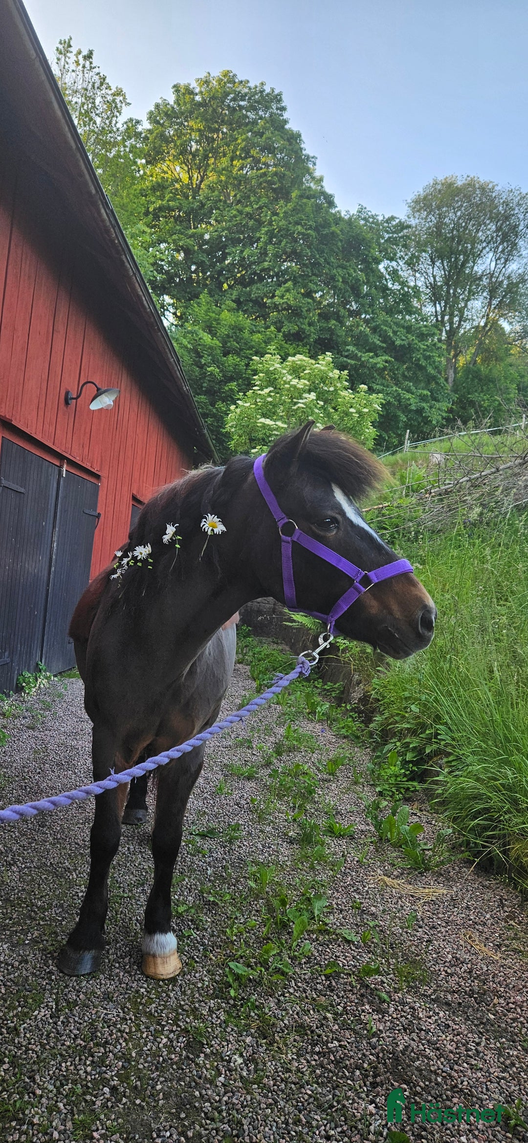 Allround hästar sökes: Har du  Gotlandsrusset jag söker ?  i Borås - Annons 2