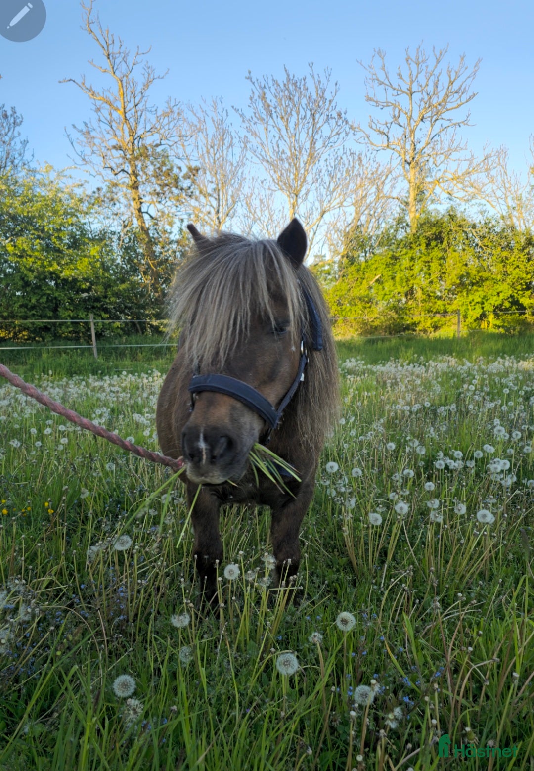 Allround hästar till salu: Två barnvänliga ponnys i Köpingsvik - Annons 2
