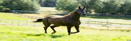 Allround hästar till salu: 5 Års Akhal-Teke Vallak Til Salgs i Raufoss - Annons 7
