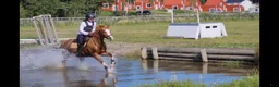 Dressyr hästar till salu: Kvalitetsponny- rolig att rida varje dag - Annons 4