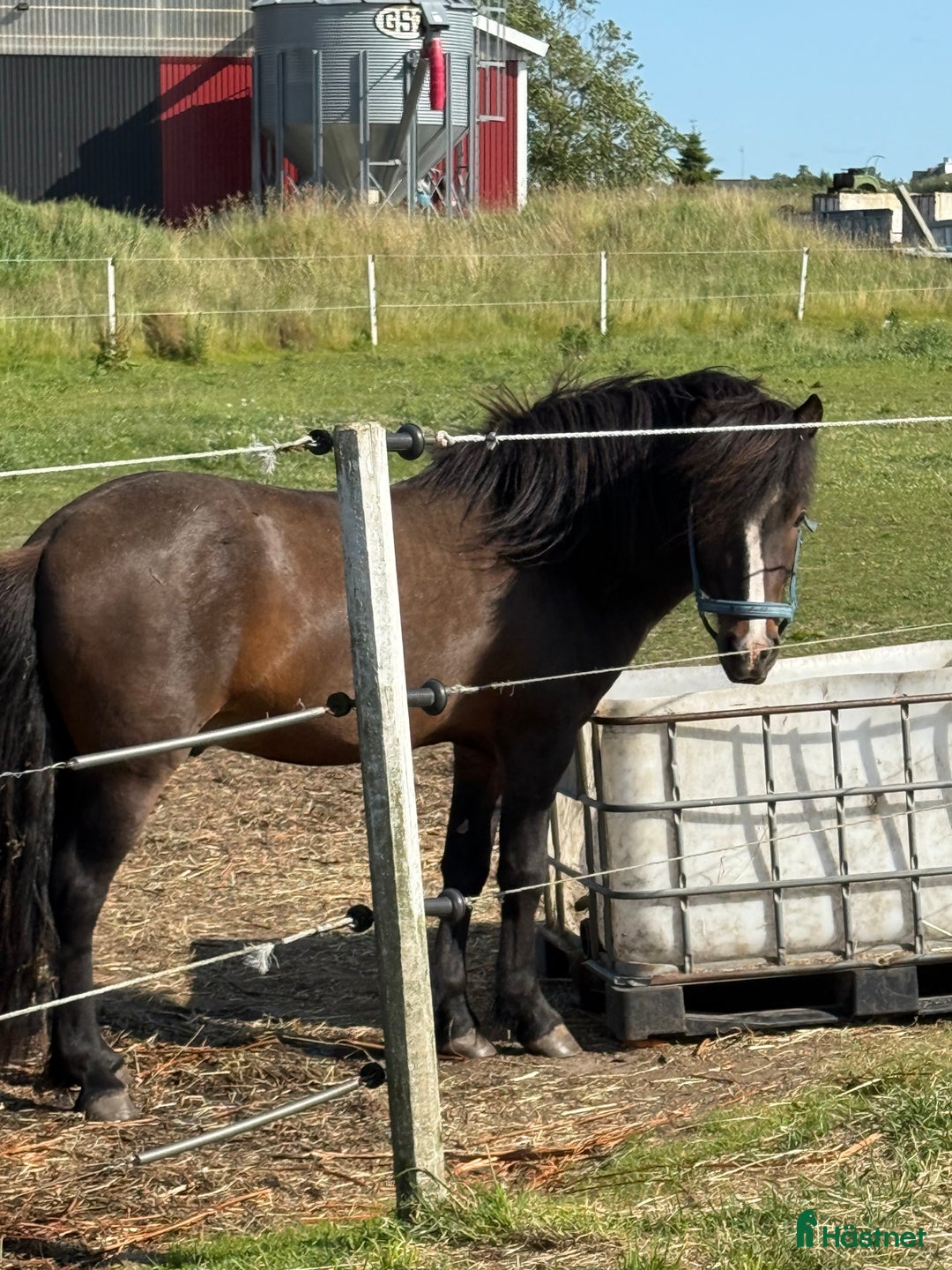  foderhäst finnes: Islandshingst i Kävlinge - Annons 2