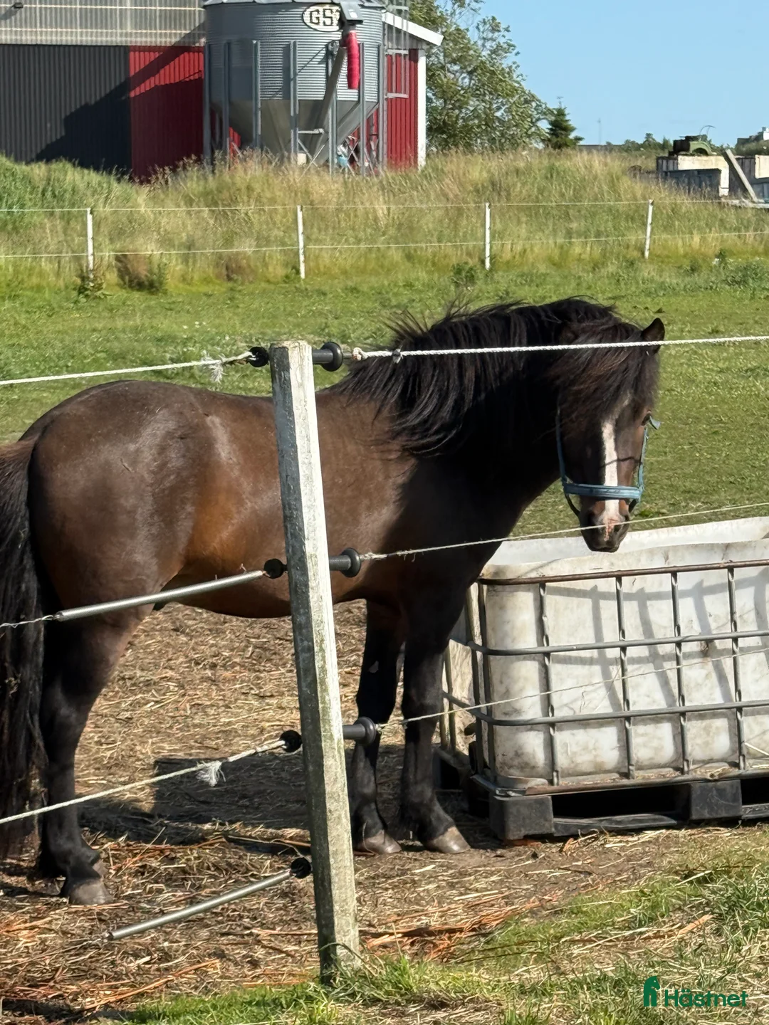  foderhäst finnes: Islandshingst i Kävlinge - Annons 2