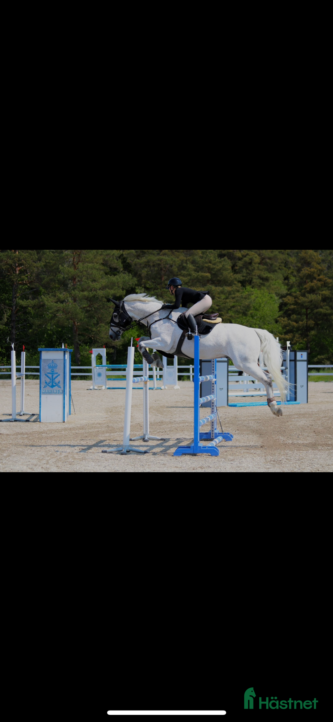 Allround hästar till salu: Världens snällaste läromästare i Romakloster - Annons 1