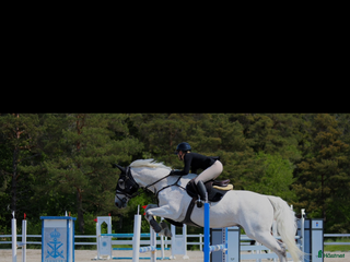 hästar Världens snällaste läromästare i Romakloster - Annons 15