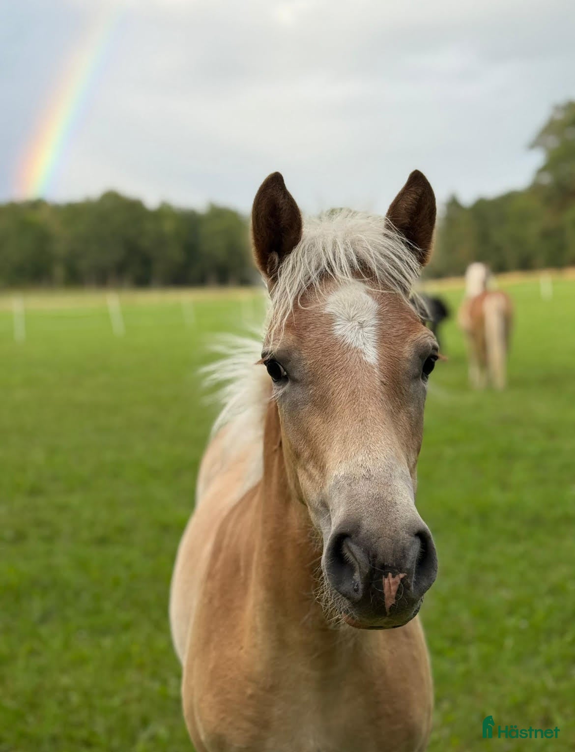  hästar Haflingerföl till salu - Trolldungens Saga i Värmdö - Annons 16