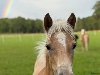 hästar Haflingerföl till salu - Trolldungens Saga i Värmdö - Annons 2