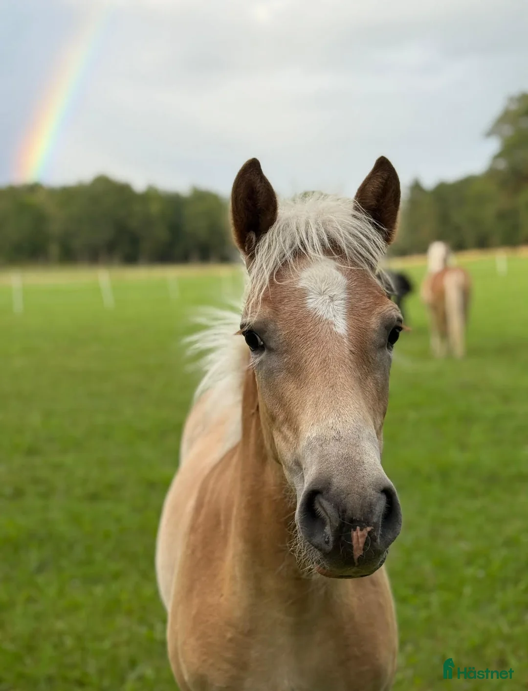 Allround hästar till salu: Haflingerföl till salu - Trolldungens Saga i Värmdö - Annons 5