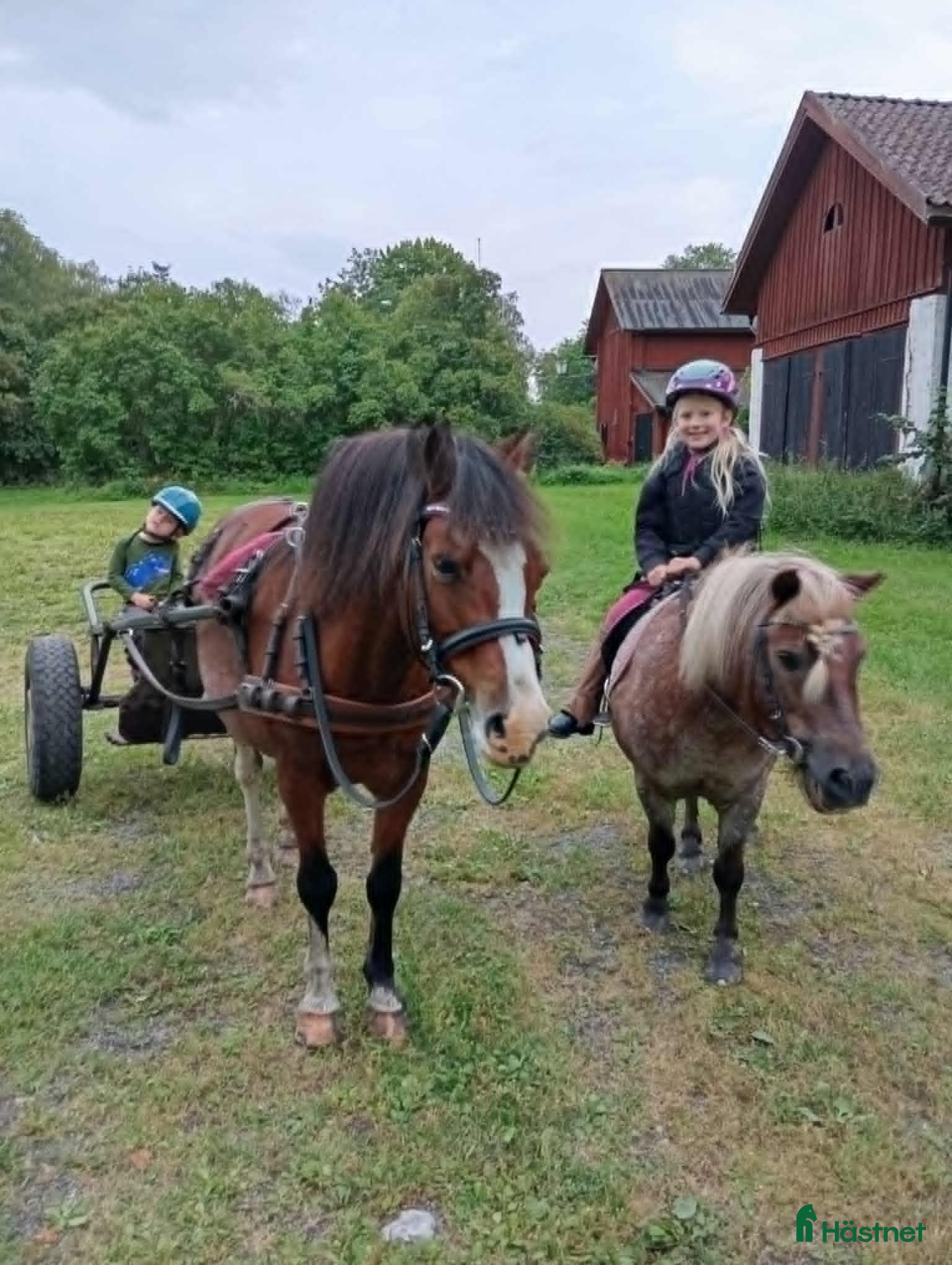  foderhäst C/D-ponny/liten häst sökes på foder för senare köp - Annons 3