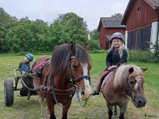foderhäst C/D-ponny/liten häst sökes på foder för senare köp - Annons 3