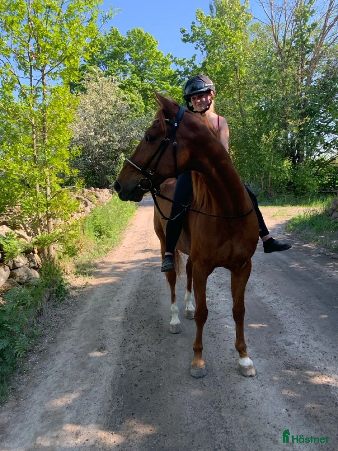 Allround hästar till salu: Social och glad kille i Kalmar - Annons 2